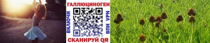 наркота  Дубовка  Псилоцибиновые грибы Psilocybine cubensis 